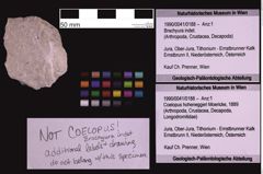 Foto (Objekt + Etiketten) von Brachyura indet. (NHMW-GEO-1990-0041-0188)